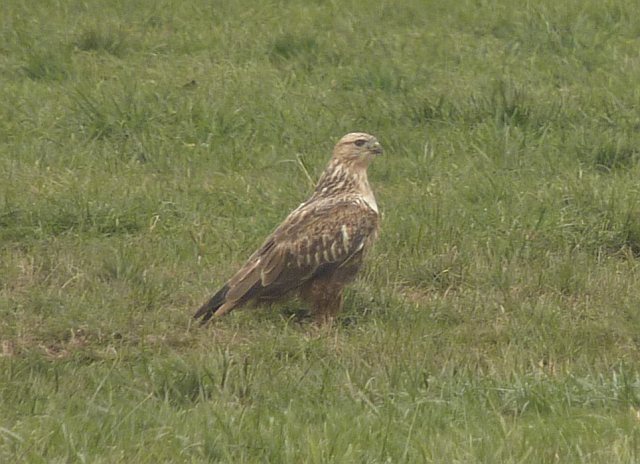 Adlerbussard &copy; Sebastian Seibold