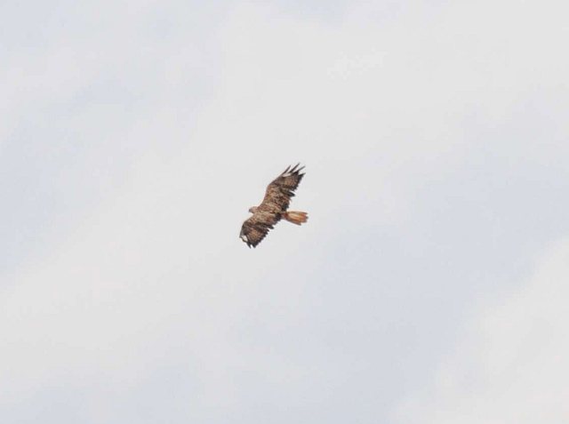 Adlerbussard &copy; Thomas Langenberg