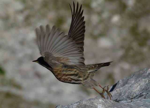 Alpenbraunelle &copy; Hans-Martin Busch