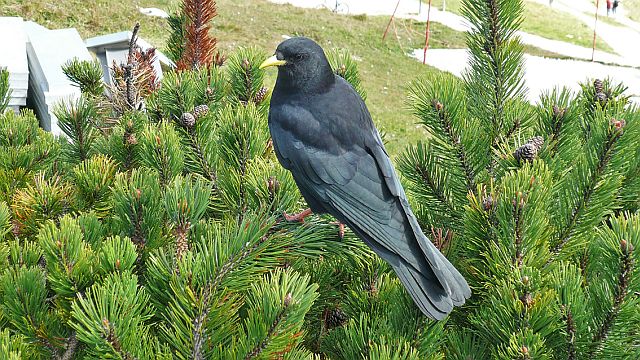 Alpendohle &copy; Werner Borok