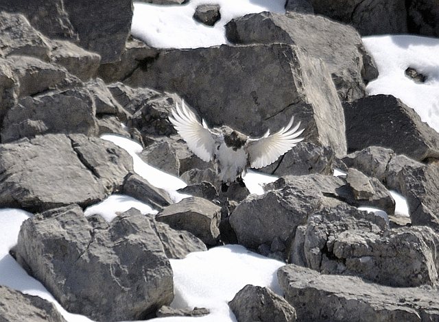 Alpenschneehuhn &copy; Friedrich Renner