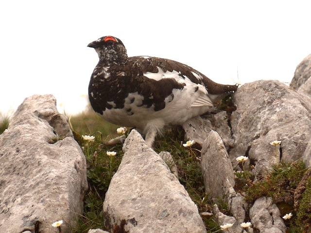 Alpenschneehuhn &copy; Robert Ostermeier
