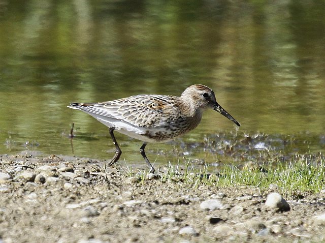 Alpenstrandläufer &copy; Christian Haass