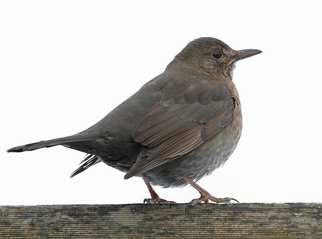 Amsel &copy; Carl-Peter Herbolzheimer