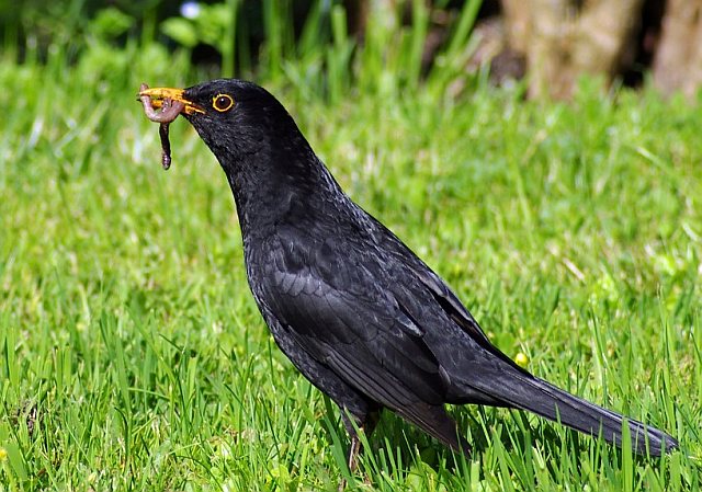 Amsel &copy; Werner Borok