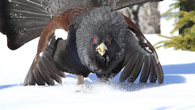 Auerhuhn &copy; Christoph Moning