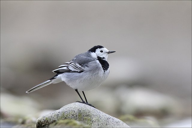 Bachstelze &copy; Mark Kumke