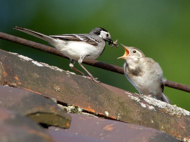 Bachstelze &copy; Mark Kumke