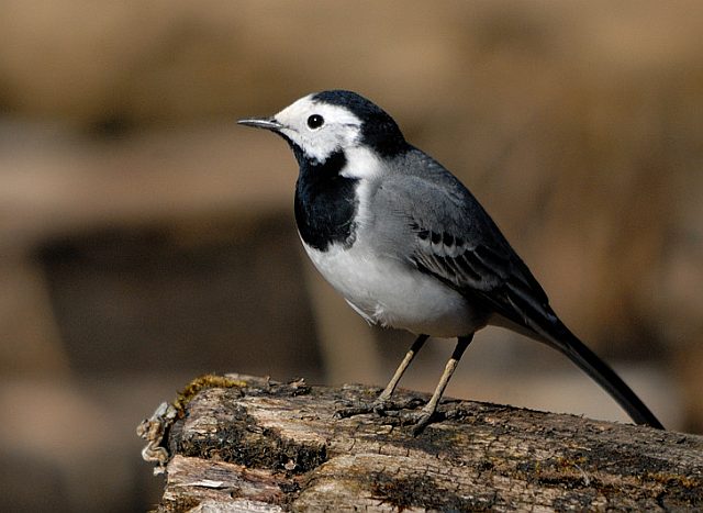 Bachstelze &copy; Johann Zimmermann