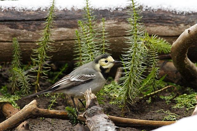 Bachstelze &copy; Michael Manitz