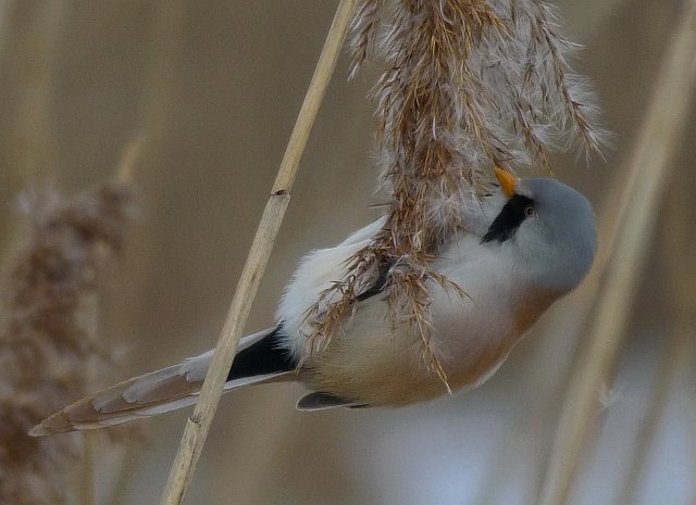Bartmeise &copy; Klaus Kirchmayer 