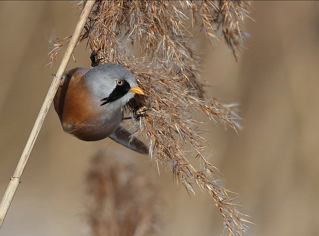 Bartmeise &copy; Mark Kumke