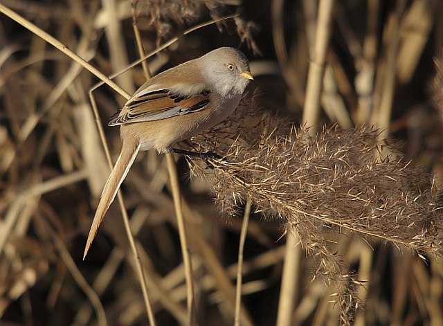 Bartmeise &copy; Arnold Schuchter
