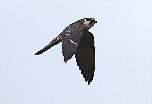 Baumfalke &copy; Christian Haass