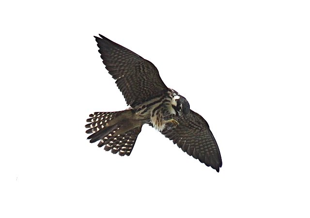 Baumfalke &copy; Christian Haass