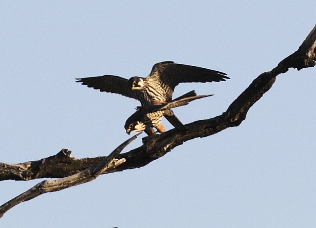 Baumfalke © Arnold Schuchter