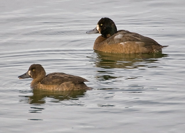 Bergente &copy; Markus Römhild
