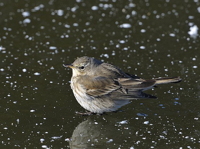 Bergpieper &copy; Erich Pöhmerer