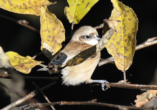 Beutelmeise &copy; Friedrich Renner