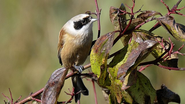 Beutelmeise &copy; Friedrich Renner