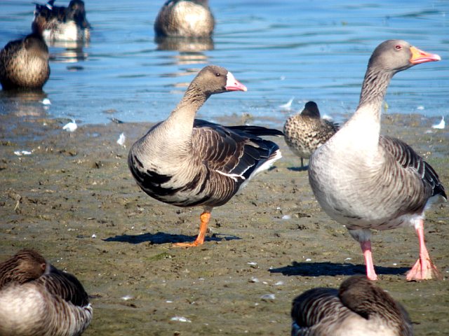 Blässgans &copy; Susanne Rieck