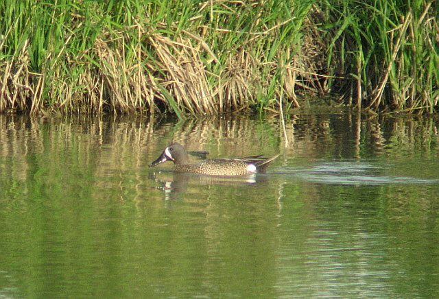 Blauflügelente &copy; Kirsten Krätzel