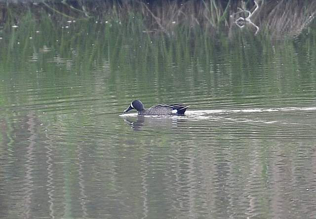 Blauflügelente &copy; Markus Römhild