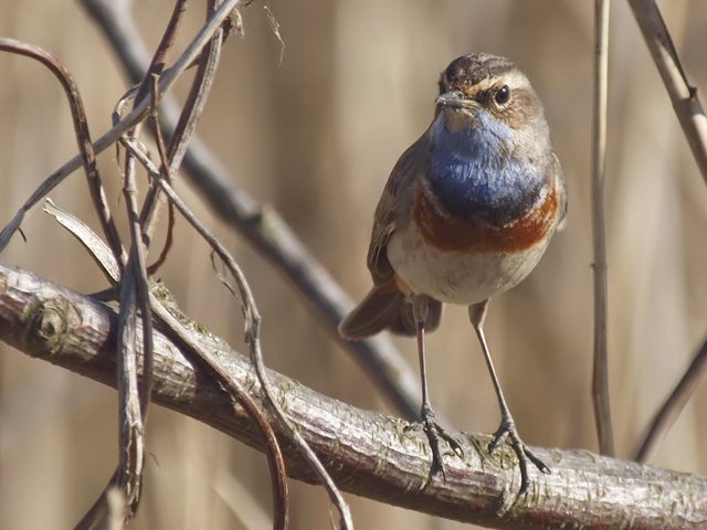 Blaukehlchen &copy; Franz Fischer
