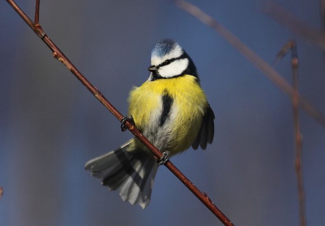 Blaumeise &copy; Jörg Langenberg