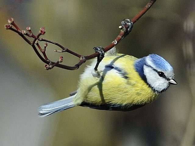 Blaumeise &copy; Willy Renner