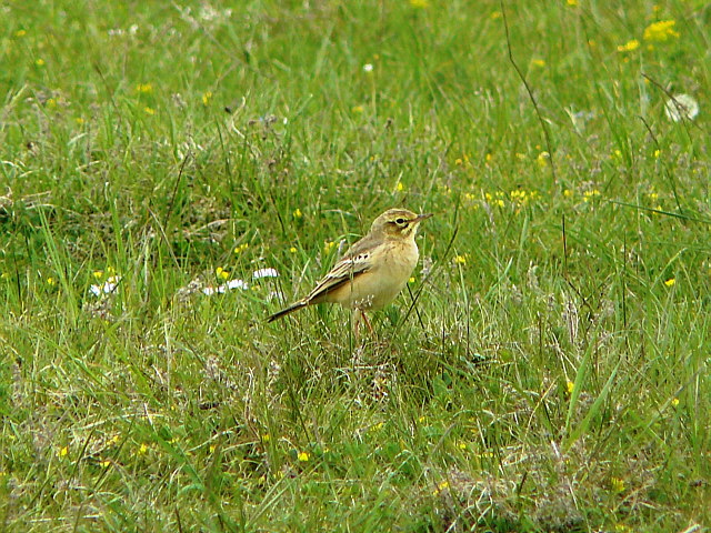 Brachpieper &copy; Christoph Federschmidt 