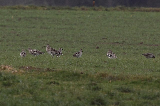 Großer Brachvogel &copy; Jörg Langenberg
