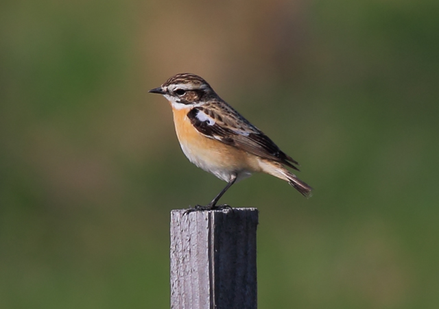 Braunkehlchen &copy; Markus Dähne