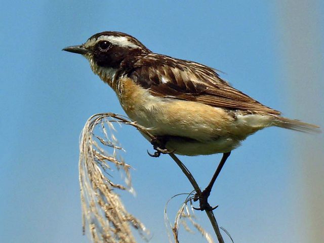 Braunkehlchen &copy; Jörg Möller