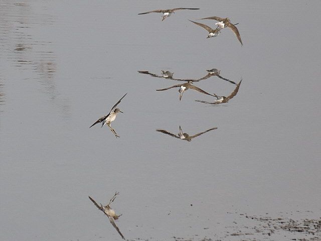 Bruchwasserläufer &copy; Friedrich Renner