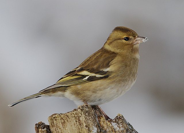 Buchfink &copy; Johann Zimmermann