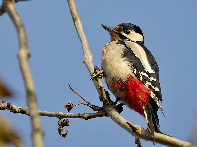 Buntspecht &copy; Friedrich Renner