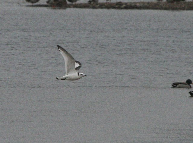 Dreizehenmöwe &copy; Ralf Bayer