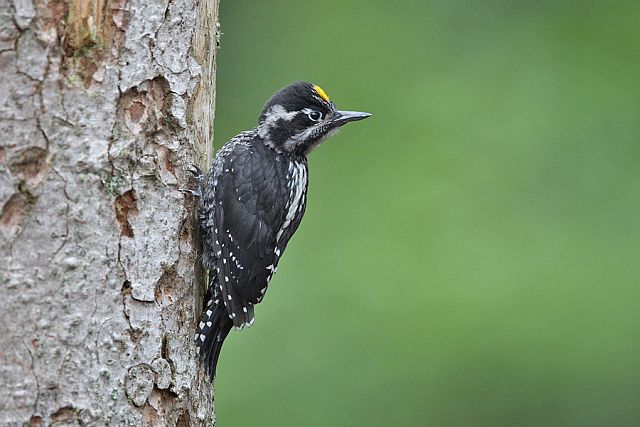 Dreizehenspecht &copy; Christoph Moning