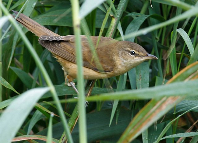 Drosselrohrsänger &copy; Michael Manitz