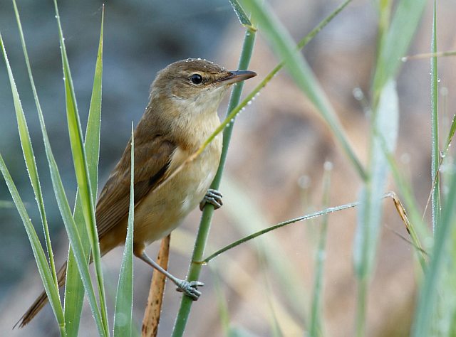 Drosselrohrsänger &copy; Michael Manitz