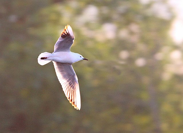 Dünnschnabelmöwe &copy; Christoph Moning