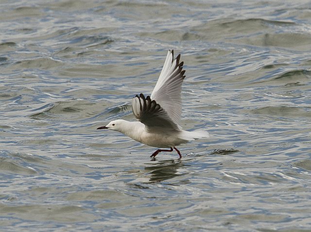 Dünnschnabelmöwe &copy; Jörg Langenberg