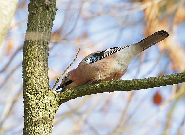 Eichelhäher &copy; Carl-Peter Herbolzheimer