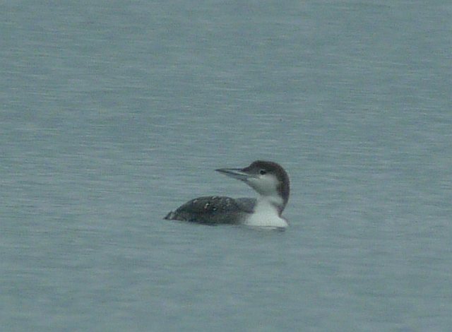 Eistaucher &copy; Klaus Kirchmayer