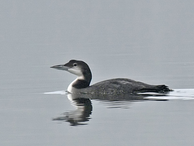 Eistaucher &copy; Franz Fischer