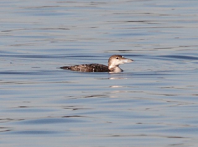 Eistaucher &copy; Jörg Langenberg