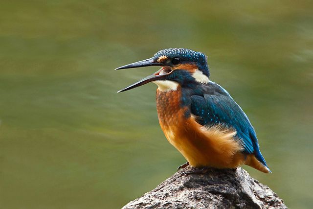 Eisvogel &copy; Michael Manitz