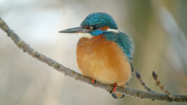 Eisvogel &copy; Werner Borok