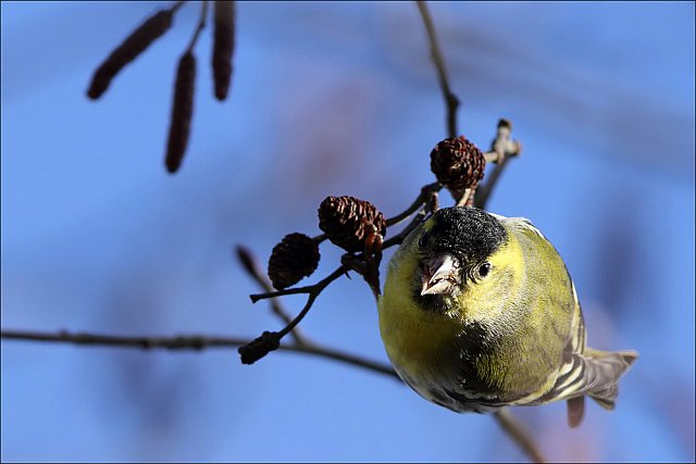 Erlenzeisig &copy; Mark Kumke